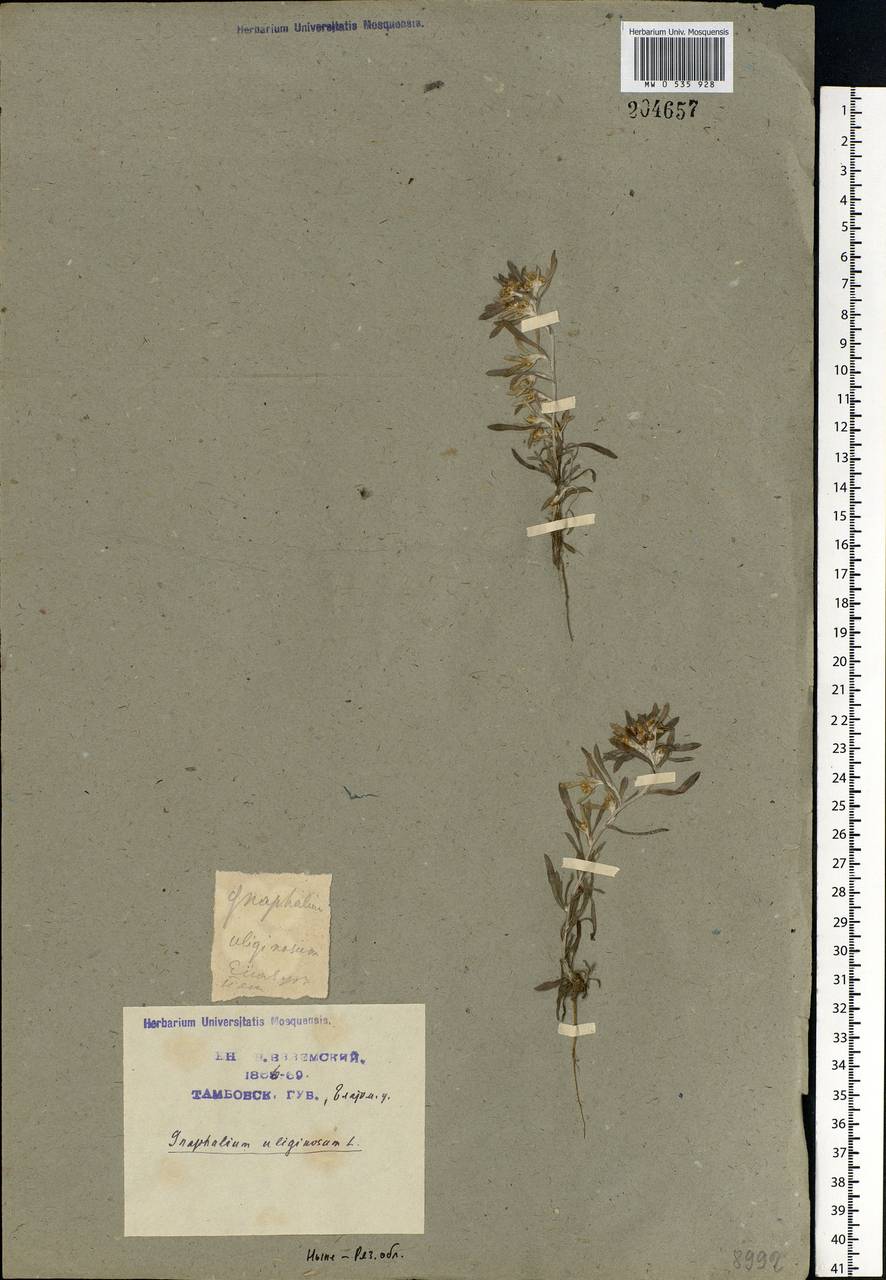 Gnaphalium uliginosum L., Eastern Europe, Central region (E4) (Russia)