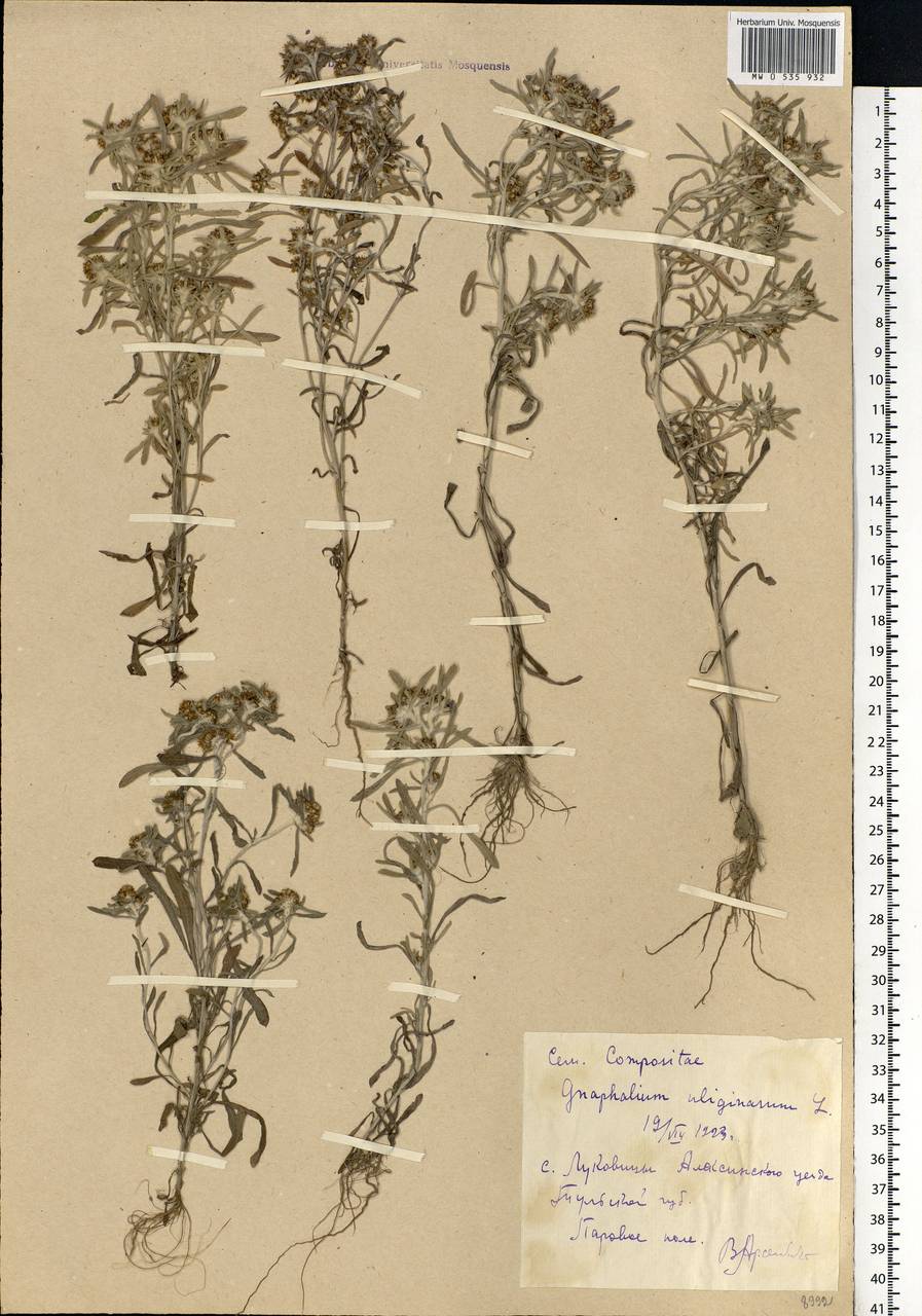 Gnaphalium uliginosum L., Eastern Europe, Central region (E4) (Russia)
