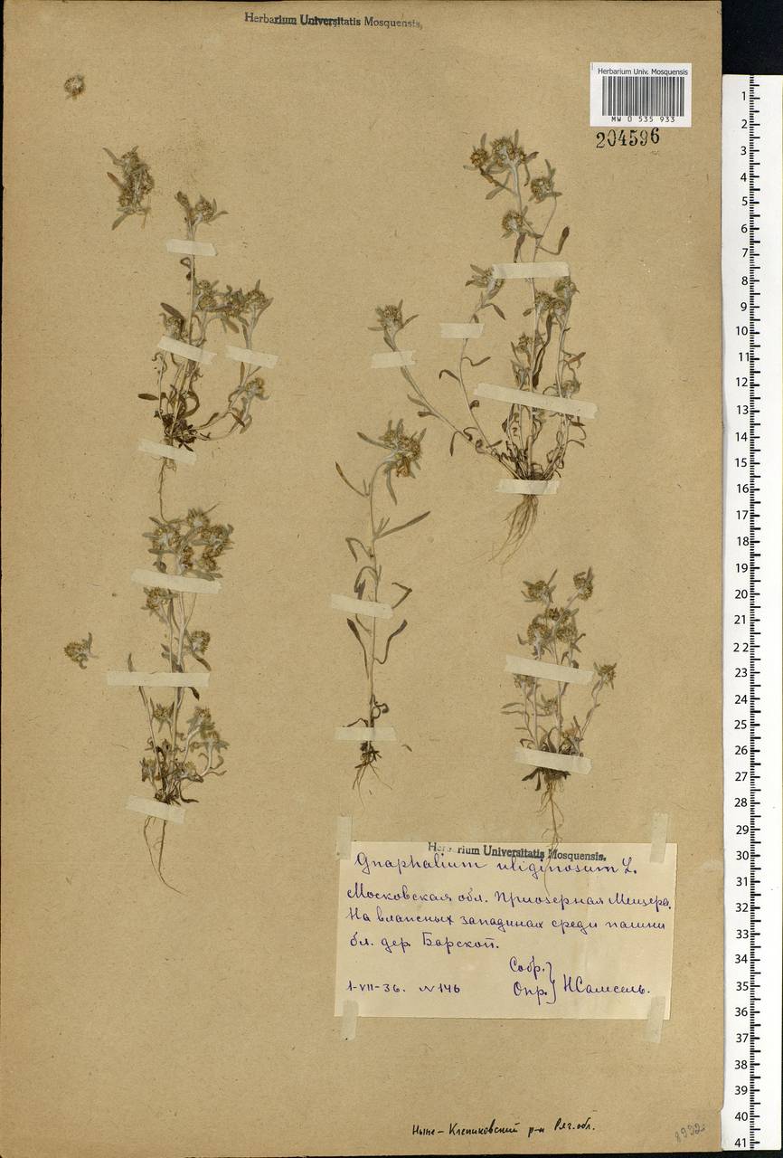 Gnaphalium uliginosum L., Eastern Europe, Central region (E4) (Russia)