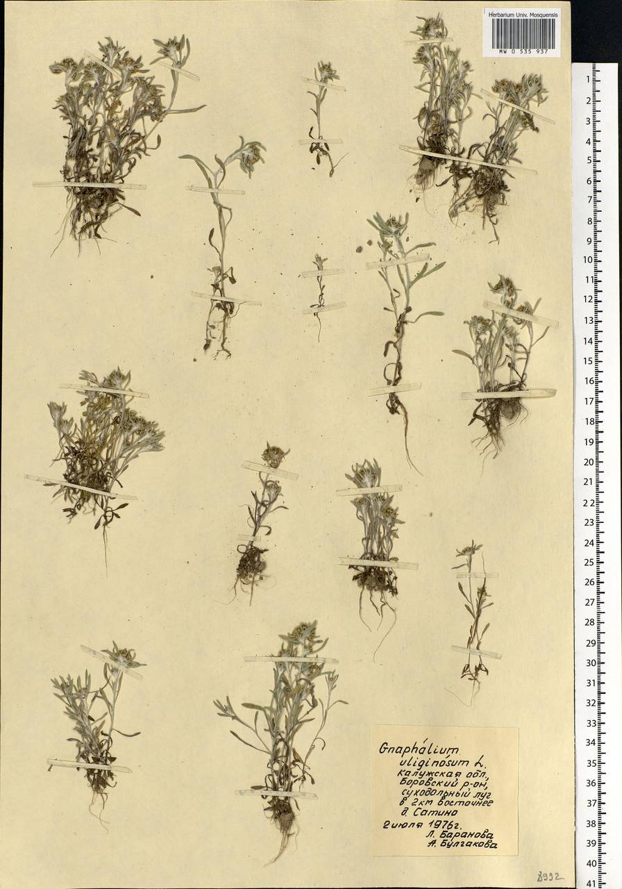 Gnaphalium uliginosum L., Eastern Europe, Central region (E4) (Russia)