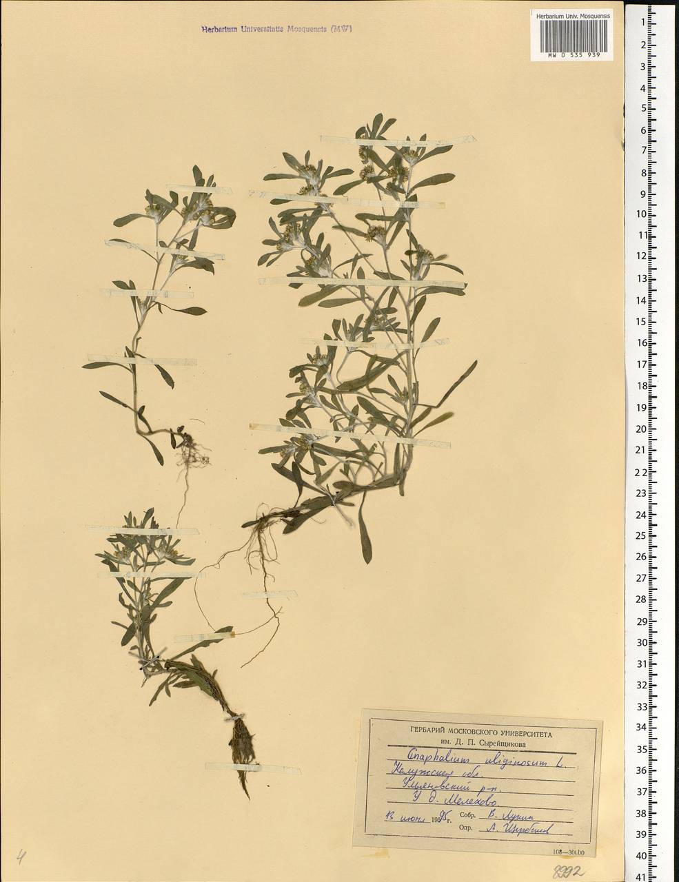 Gnaphalium uliginosum L., Eastern Europe, Central region (E4) (Russia)