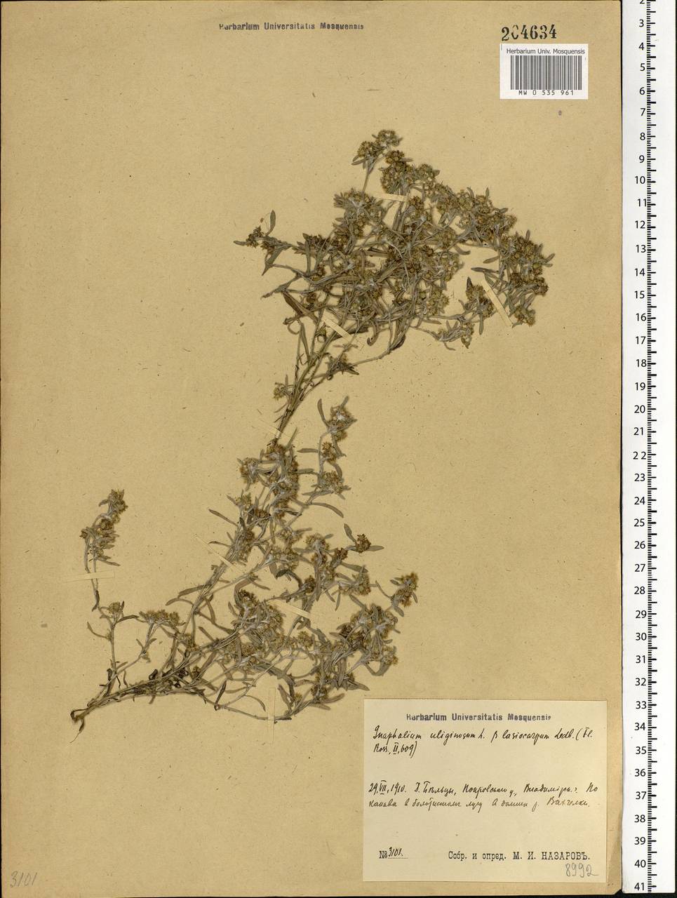 Gnaphalium uliginosum L., Eastern Europe, Central region (E4) (Russia)