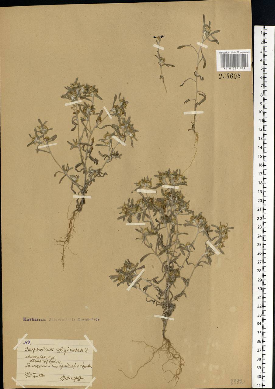 Gnaphalium uliginosum L., Eastern Europe, Moscow region (E4a) (Russia)