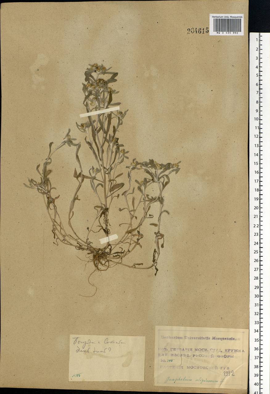 Gnaphalium uliginosum L., Eastern Europe, Moscow region (E4a) (Russia)