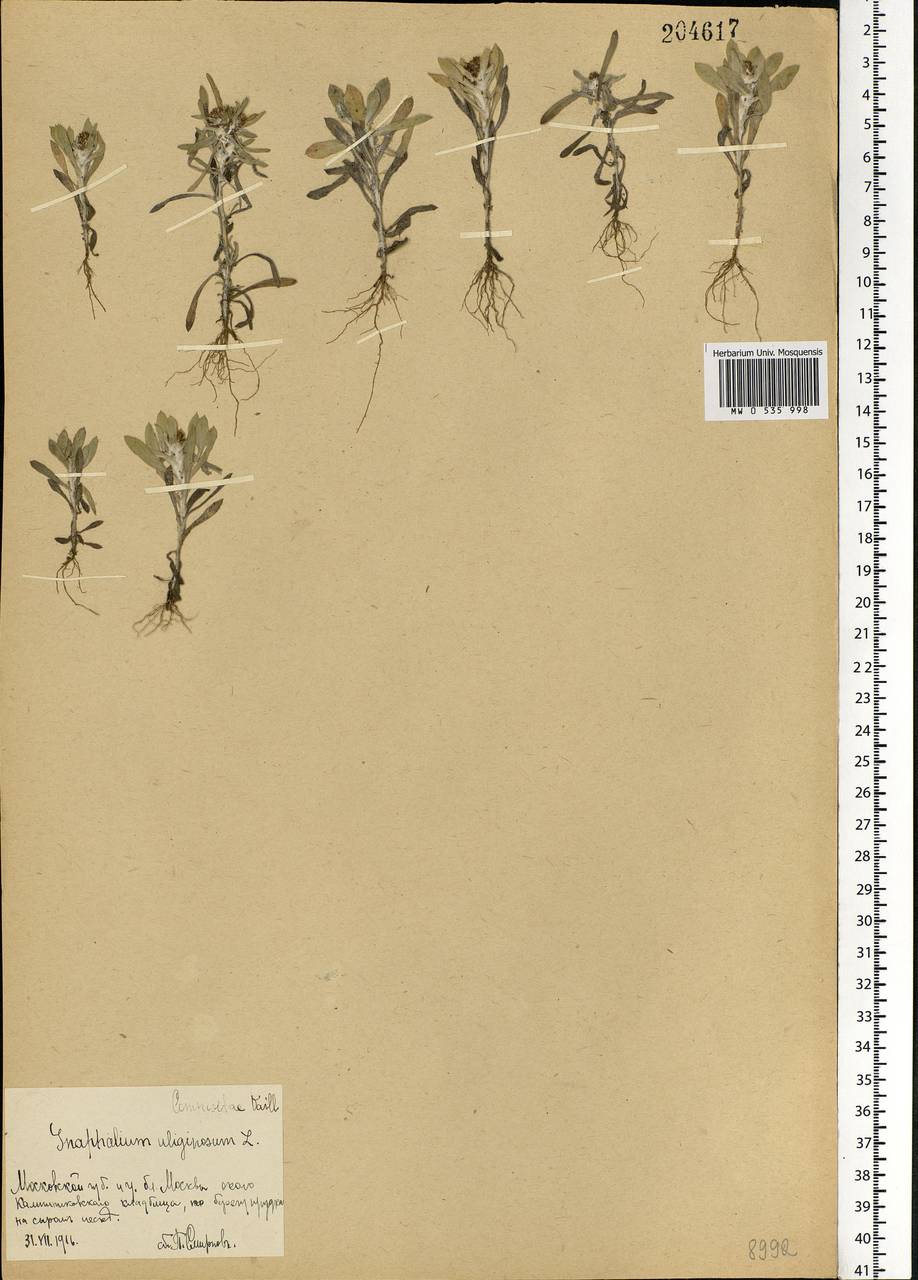 Gnaphalium uliginosum L., Eastern Europe, Moscow region (E4a) (Russia)