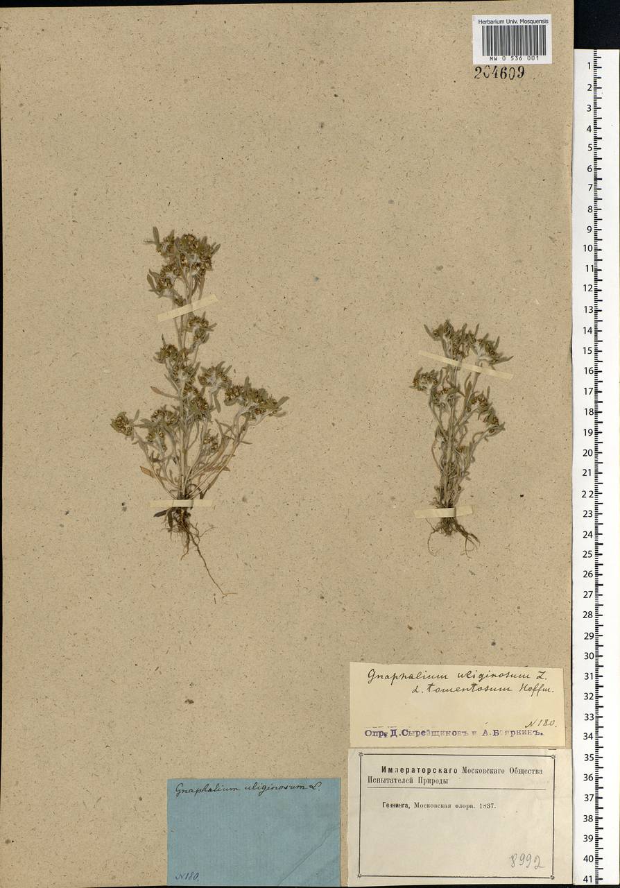 Gnaphalium uliginosum L., Eastern Europe, Moscow region (E4a) (Russia)
