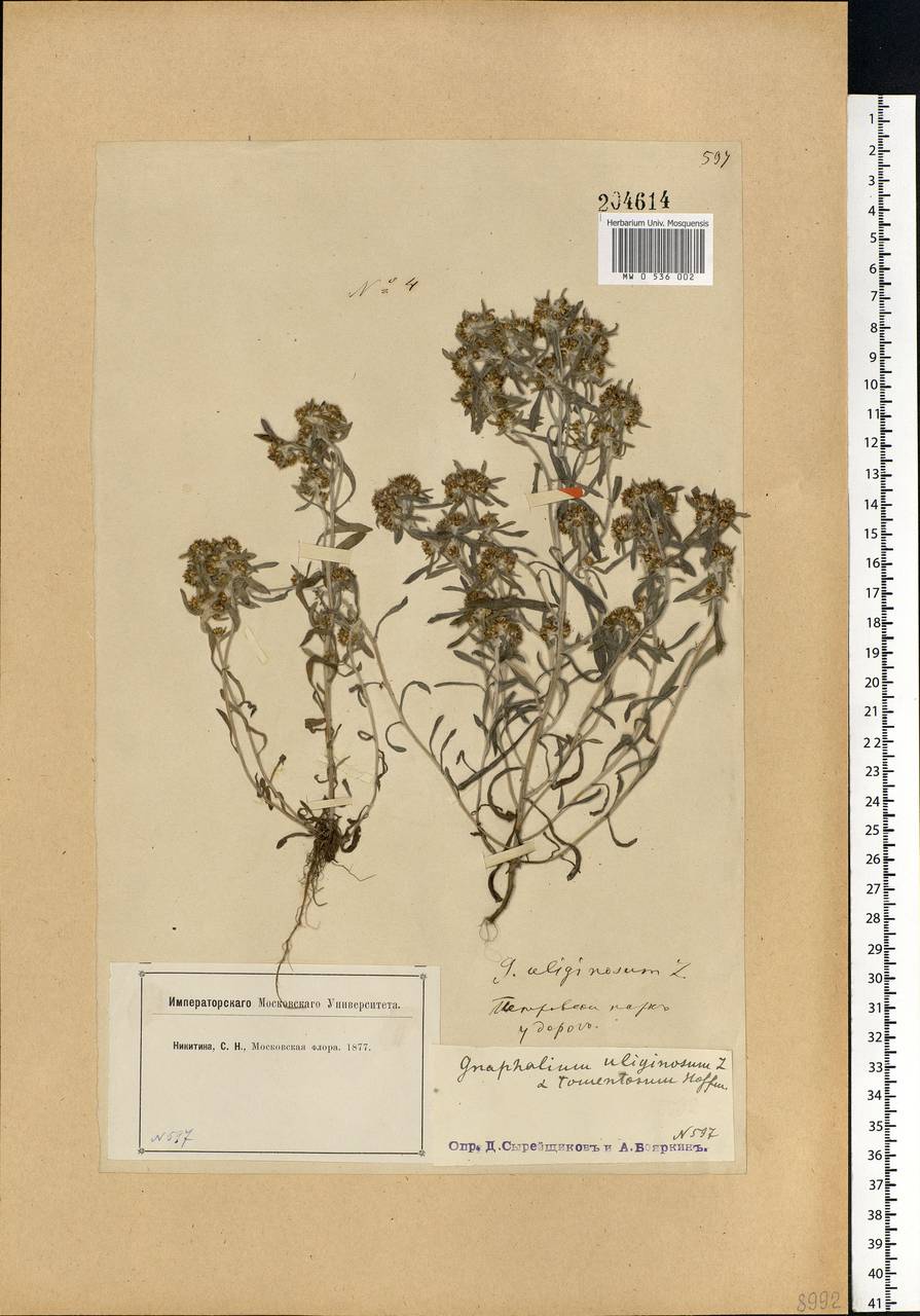 Gnaphalium uliginosum L., Eastern Europe, Moscow region (E4a) (Russia)