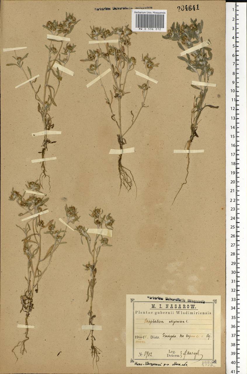 Gnaphalium uliginosum L., Eastern Europe, Moscow region (E4a) (Russia)