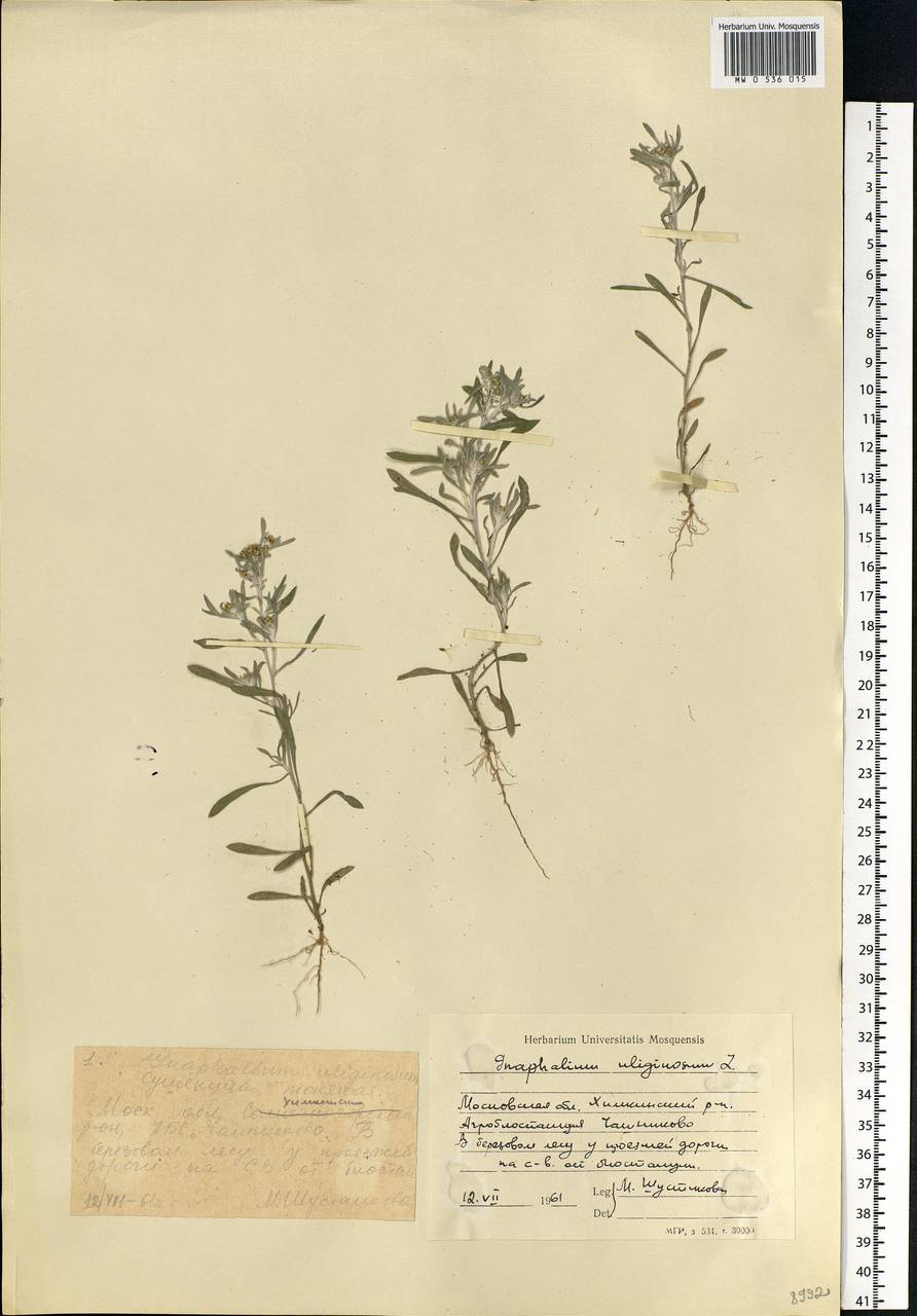 Gnaphalium uliginosum L., Eastern Europe, Moscow region (E4a) (Russia)