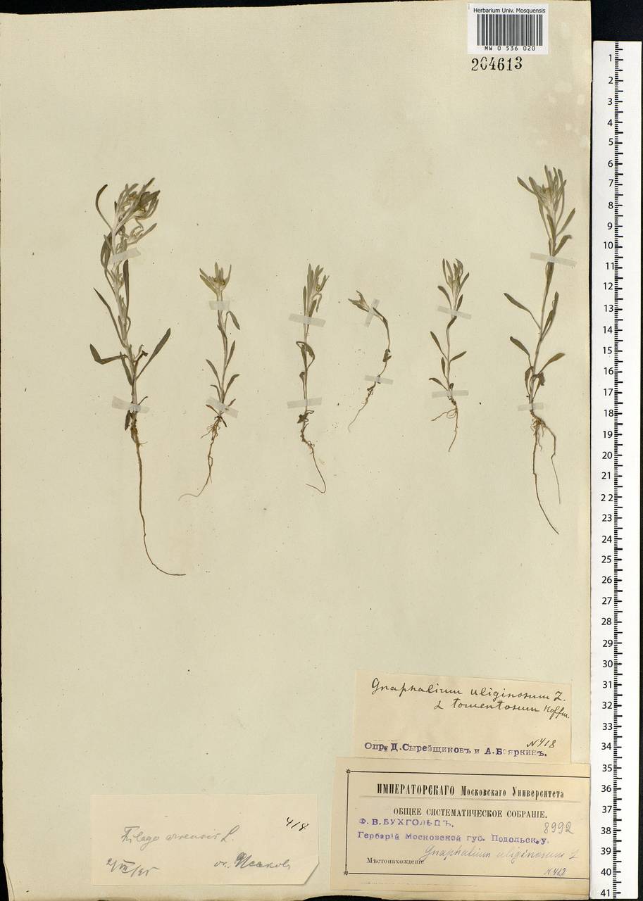 Gnaphalium uliginosum L., Eastern Europe, Moscow region (E4a) (Russia)