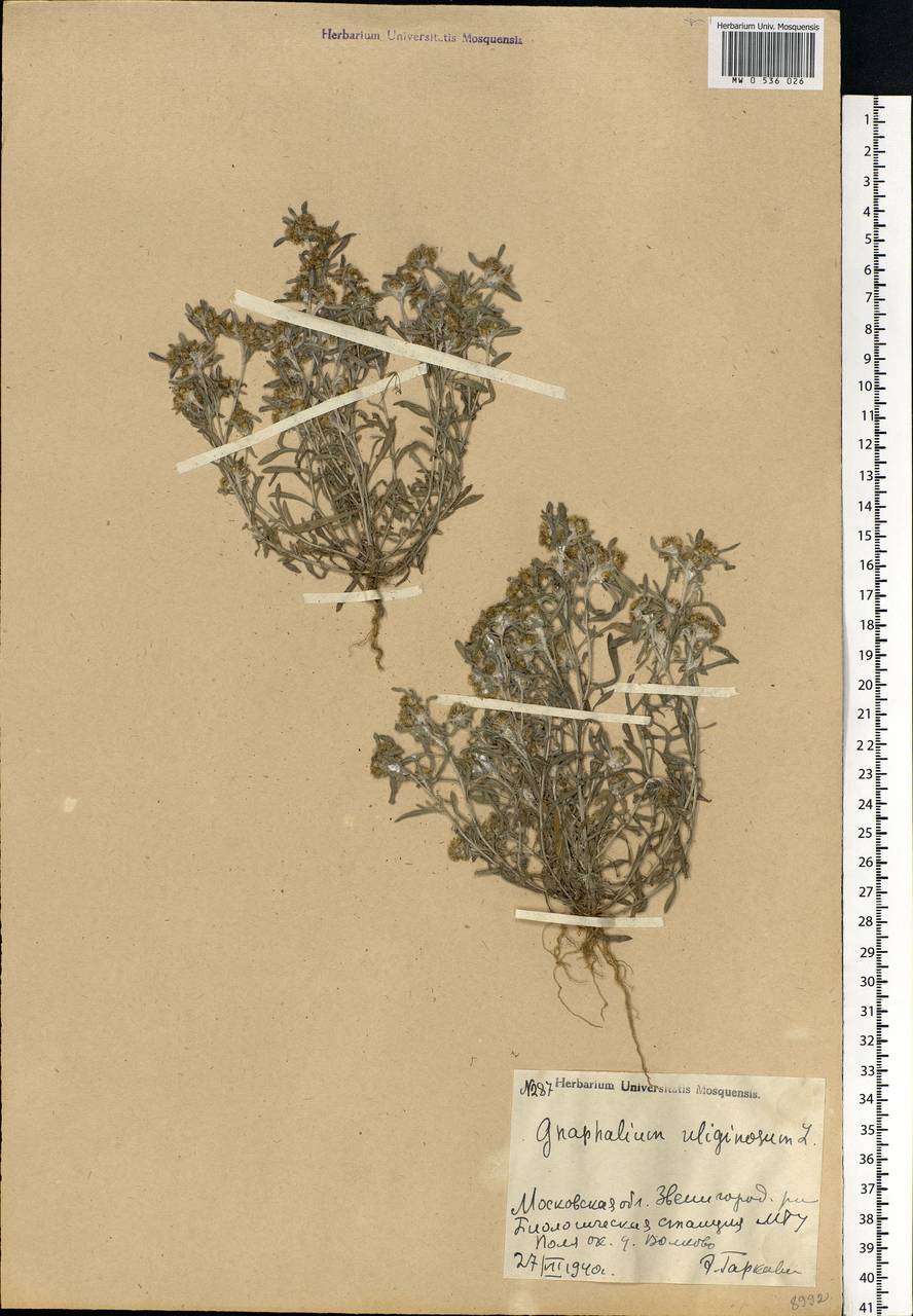 Gnaphalium uliginosum L., Eastern Europe, Moscow region (E4a) (Russia)