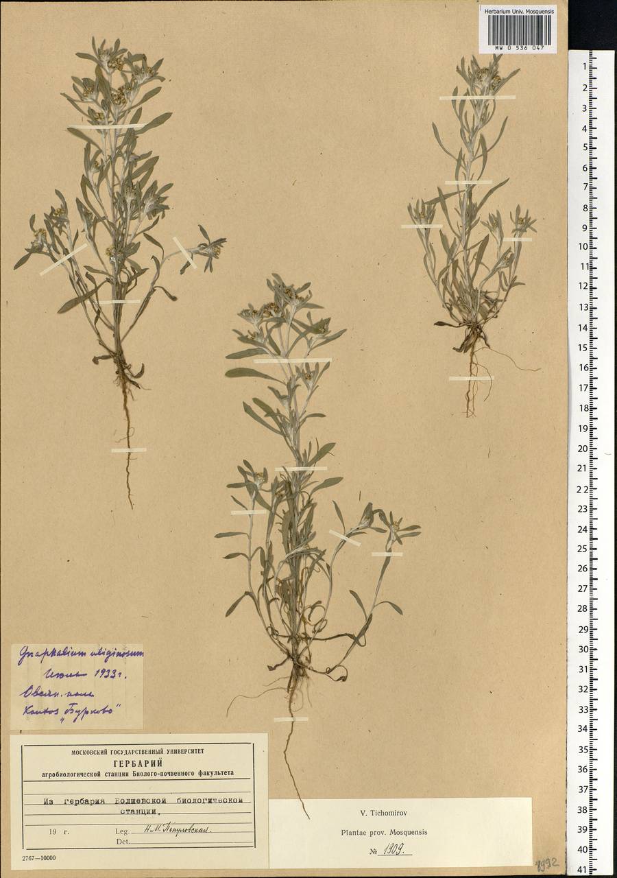 Gnaphalium uliginosum L., Eastern Europe, Moscow region (E4a) (Russia)