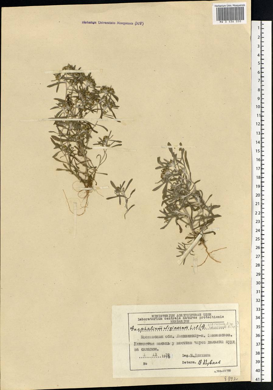 Gnaphalium uliginosum L., Eastern Europe, Moscow region (E4a) (Russia)