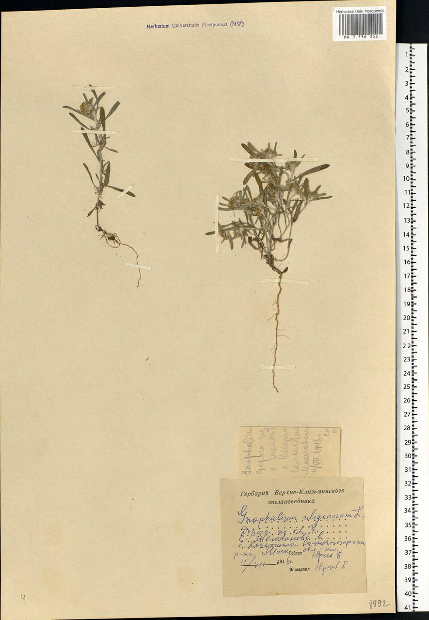 Gnaphalium uliginosum L., Eastern Europe, Moscow region (E4a) (Russia)