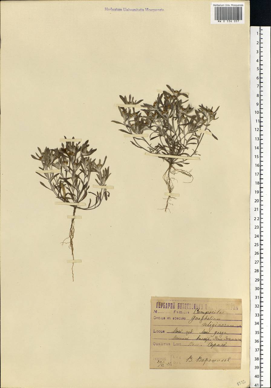 Gnaphalium uliginosum L., Eastern Europe, Moscow region (E4a) (Russia)
