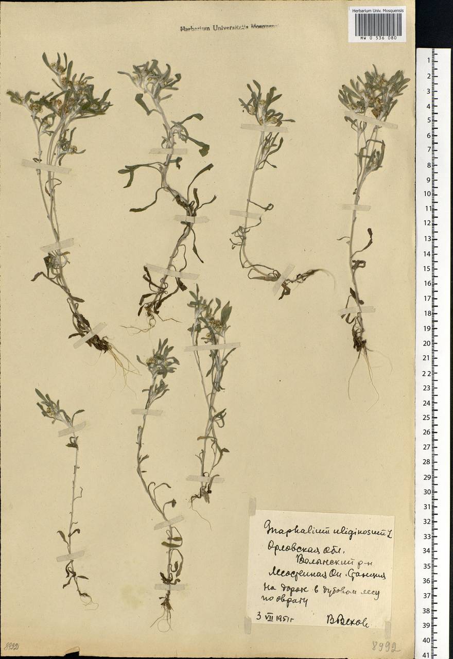 Gnaphalium uliginosum L., Eastern Europe, Central forest-and-steppe region (E6) (Russia)