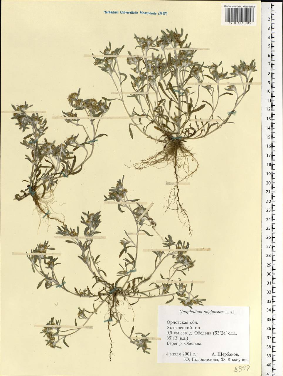 Gnaphalium uliginosum L., Eastern Europe, Central forest-and-steppe region (E6) (Russia)
