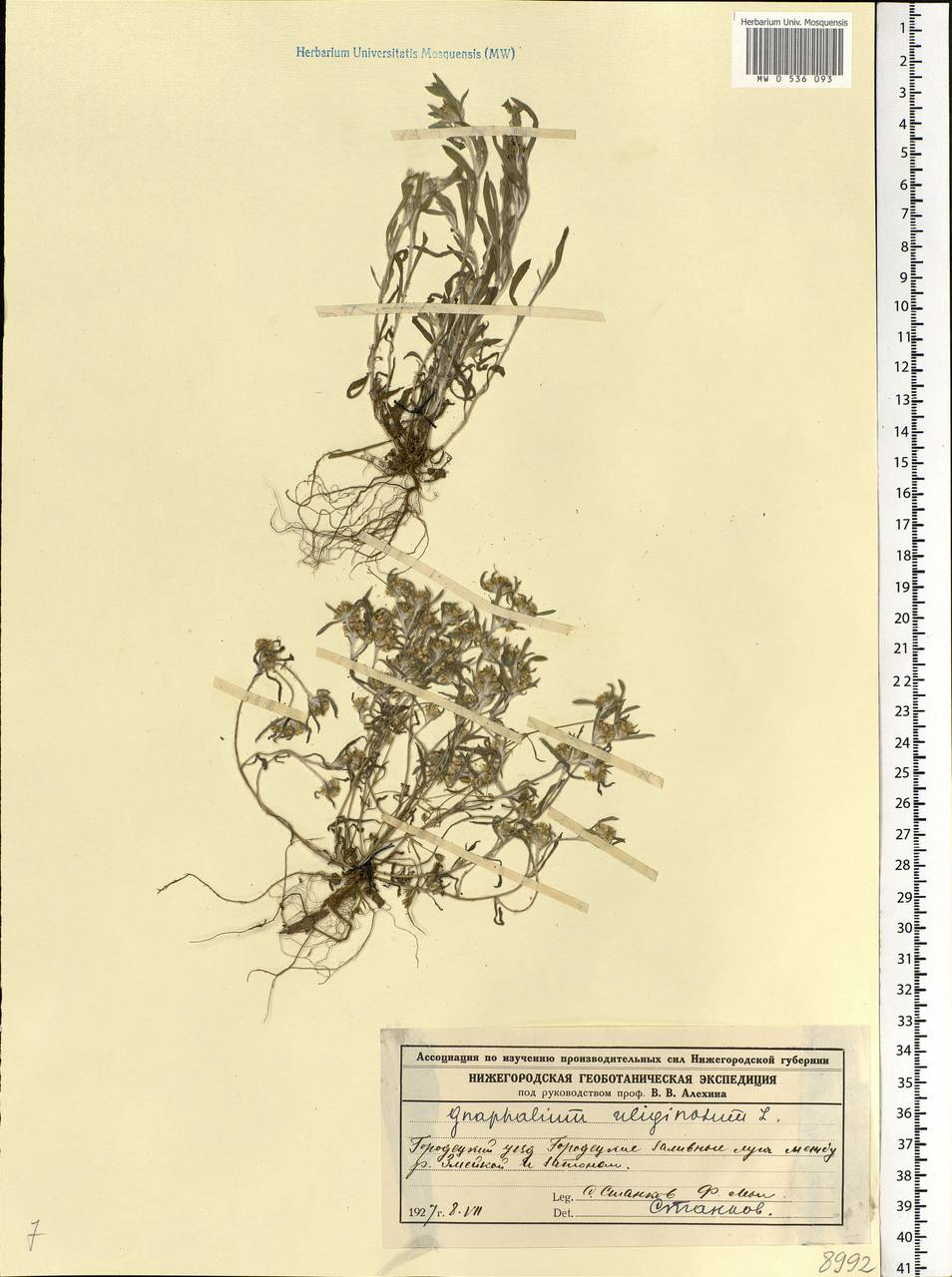 Gnaphalium uliginosum L., Eastern Europe, Volga-Kama region (E7) (Russia)