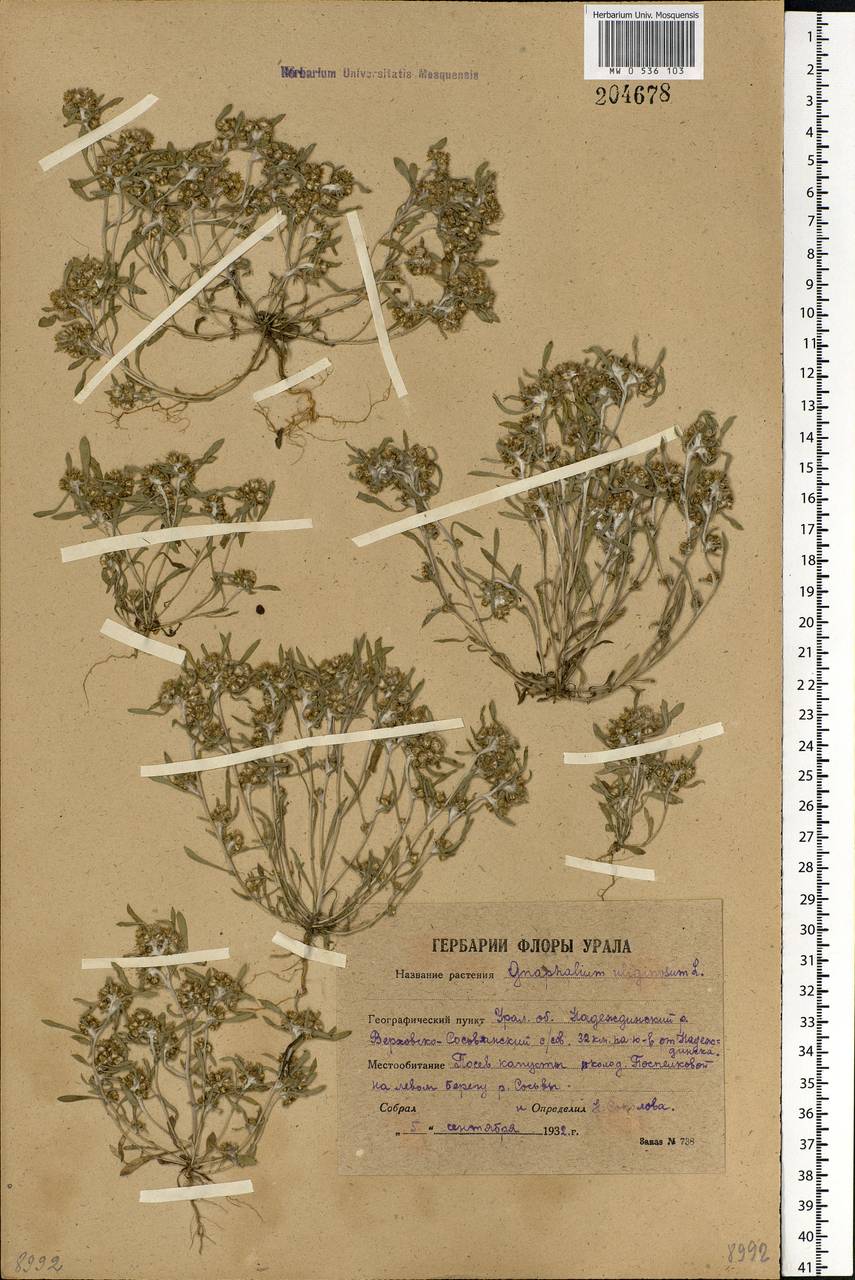 Gnaphalium uliginosum L., Eastern Europe, Eastern region (E10) (Russia)