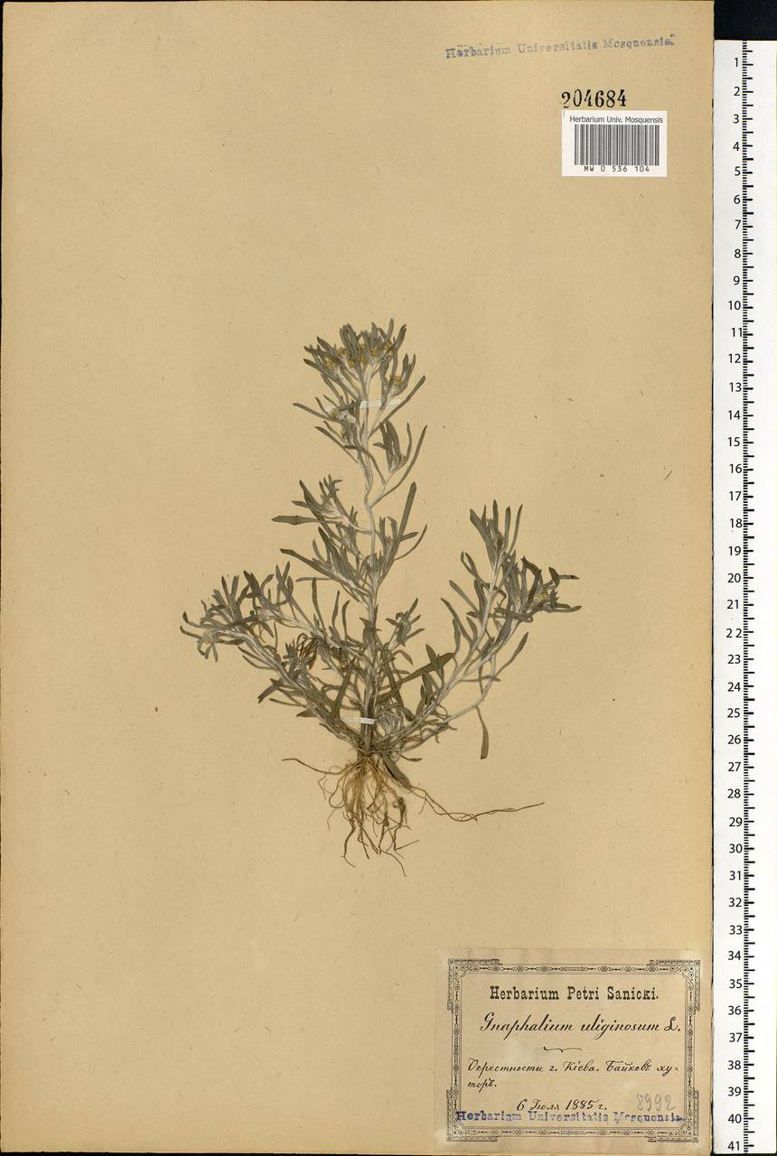 Gnaphalium uliginosum L., Eastern Europe, North Ukrainian region (E11) (Ukraine)