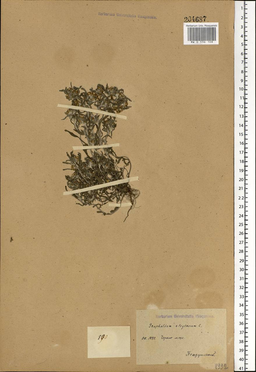 Gnaphalium uliginosum L., Eastern Europe, South Ukrainian region (E12) (Ukraine)