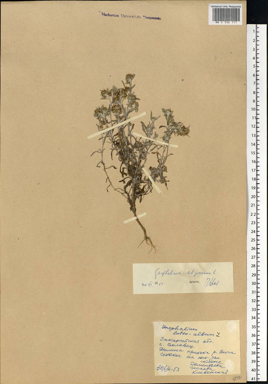 Gnaphalium uliginosum L., Eastern Europe, West Ukrainian region (E13) (Ukraine)