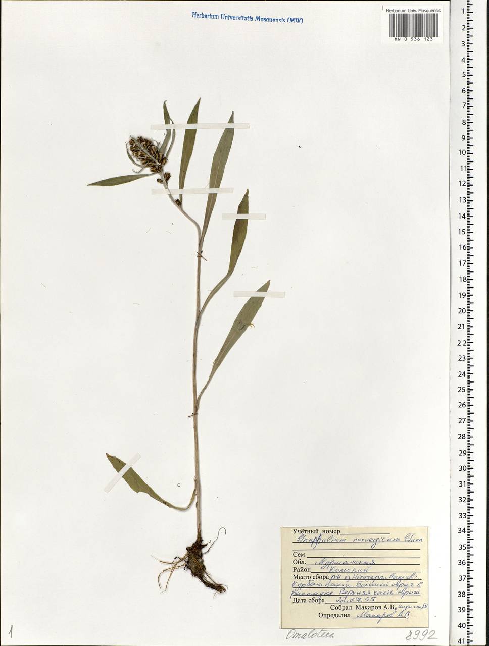 Omalotheca norvegica (Gunnerus) Sch. Bip. & F. W. Schultz, Eastern Europe, Northern region (E1) (Russia)