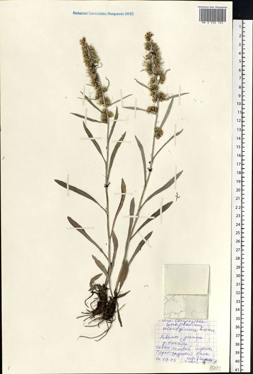 Omalotheca norvegica (Gunnerus) Sch. Bip. & F. W. Schultz, Eastern Europe, Northern region (E1) (Russia)