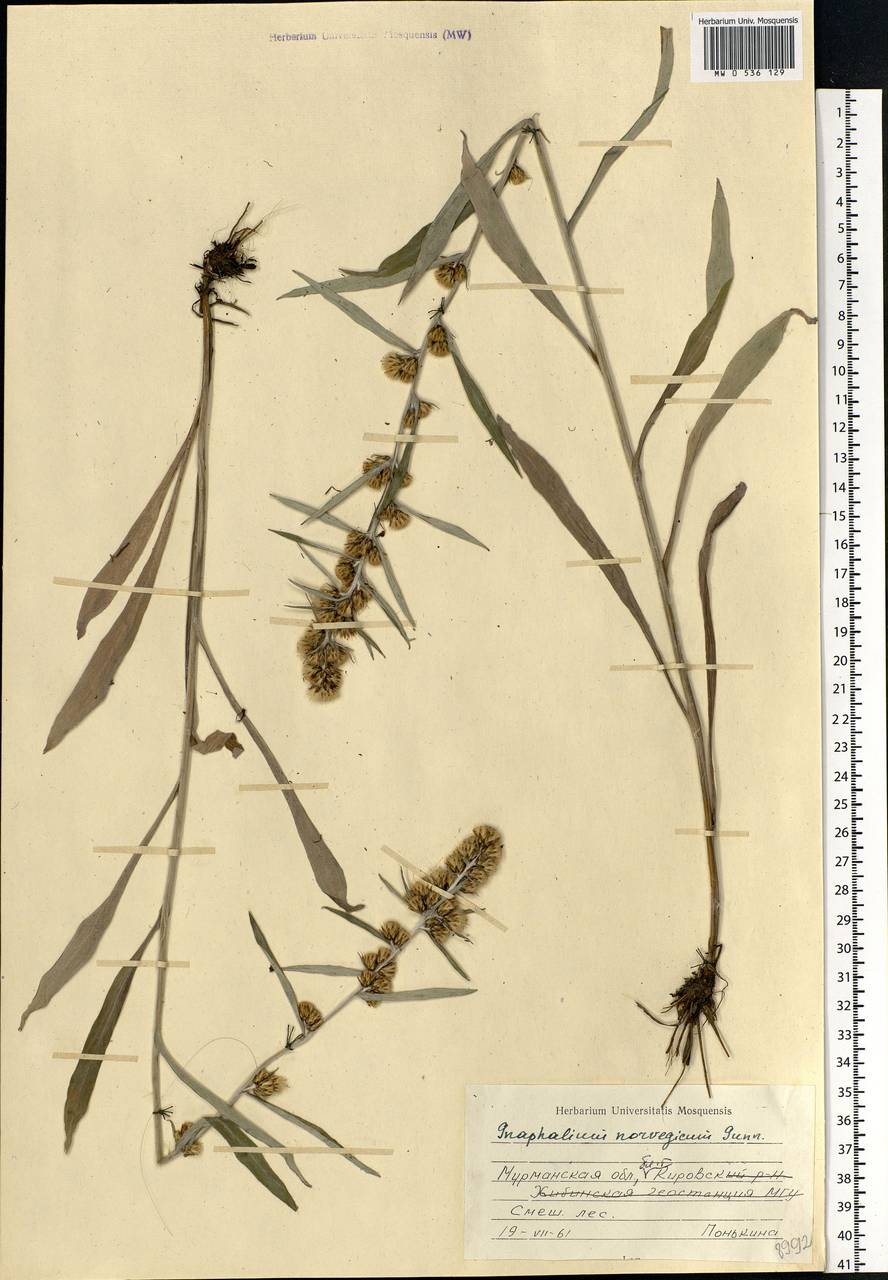 Omalotheca norvegica (Gunnerus) Sch. Bip. & F. W. Schultz, Eastern Europe, Northern region (E1) (Russia)