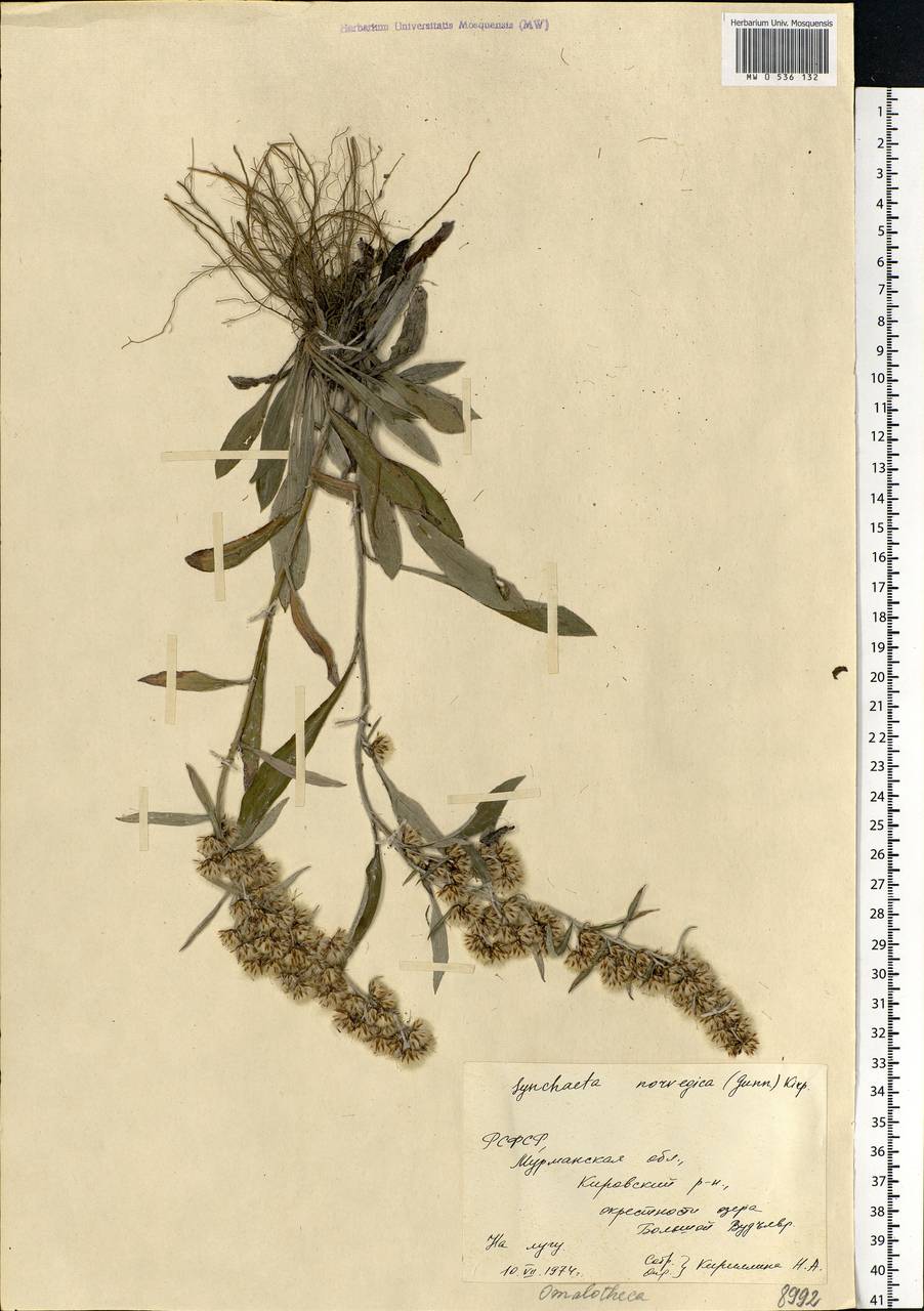 Omalotheca norvegica (Gunnerus) Sch. Bip. & F. W. Schultz, Eastern Europe, Northern region (E1) (Russia)