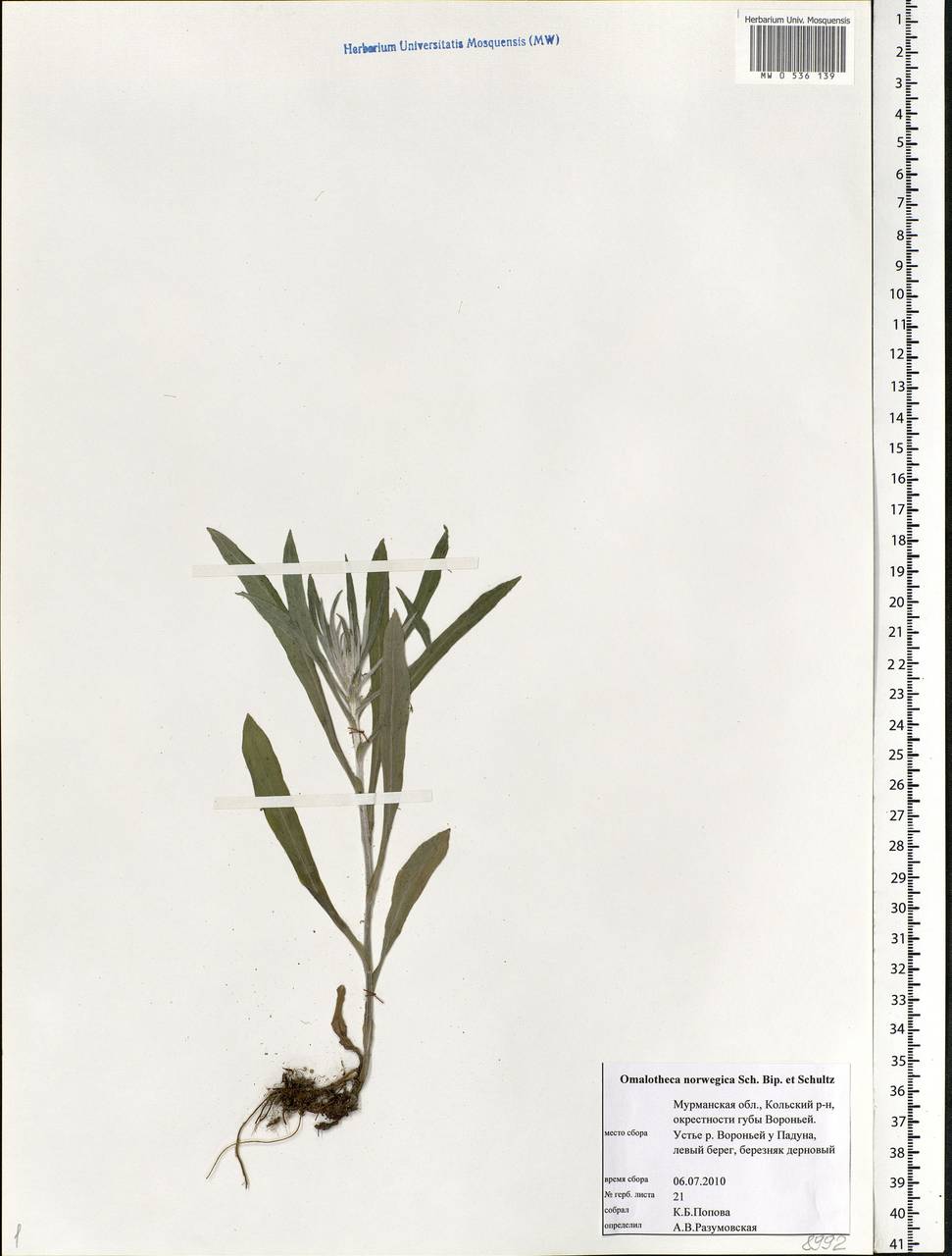 Omalotheca norvegica (Gunnerus) Sch. Bip. & F. W. Schultz, Eastern Europe, Northern region (E1) (Russia)