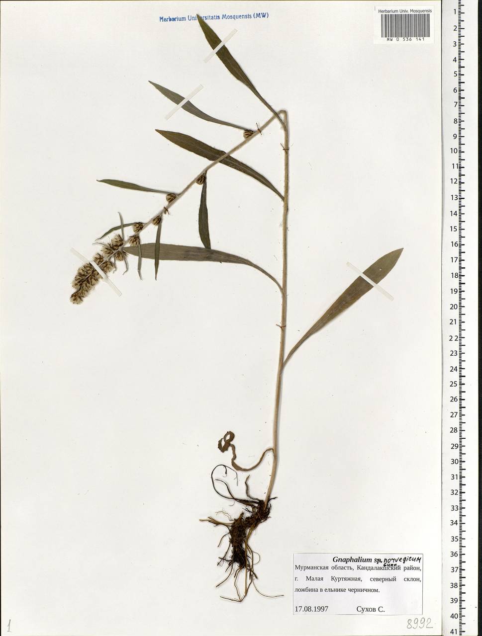 Omalotheca norvegica (Gunnerus) Sch. Bip. & F. W. Schultz, Eastern Europe, Northern region (E1) (Russia)