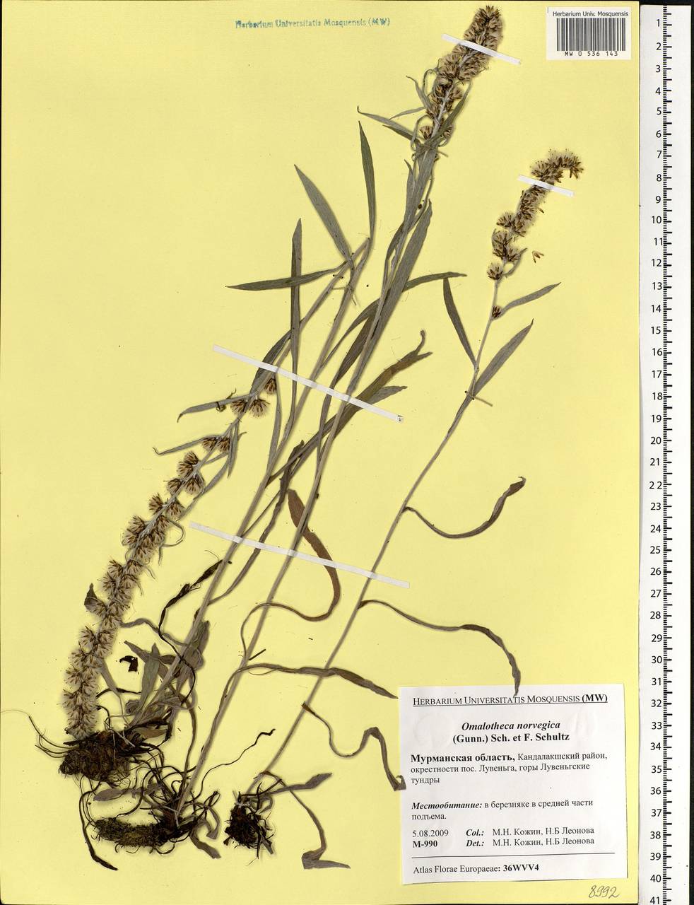 Omalotheca norvegica (Gunnerus) Sch. Bip. & F. W. Schultz, Eastern Europe, Northern region (E1) (Russia)