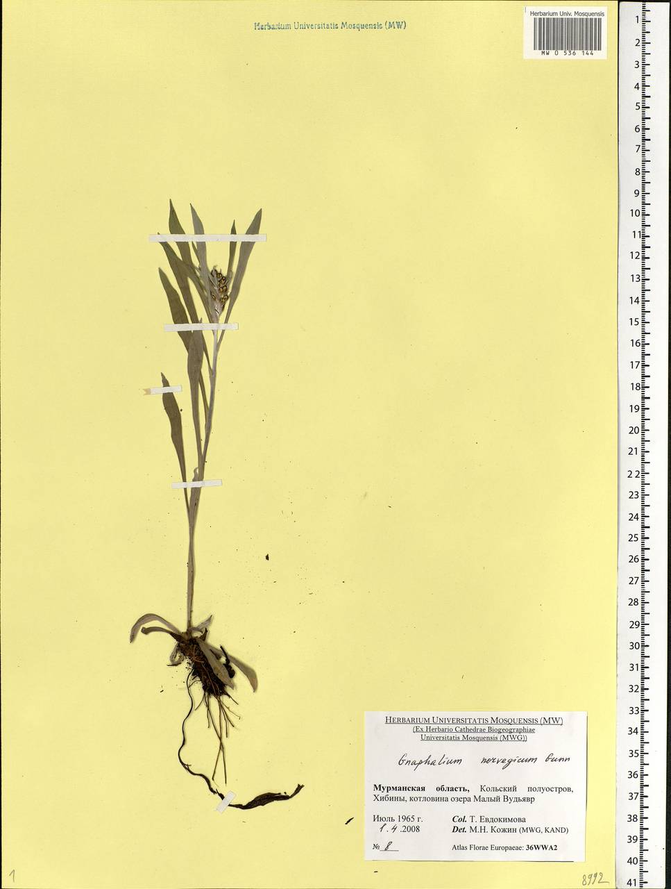 Omalotheca norvegica (Gunnerus) Sch. Bip. & F. W. Schultz, Eastern Europe, Northern region (E1) (Russia)