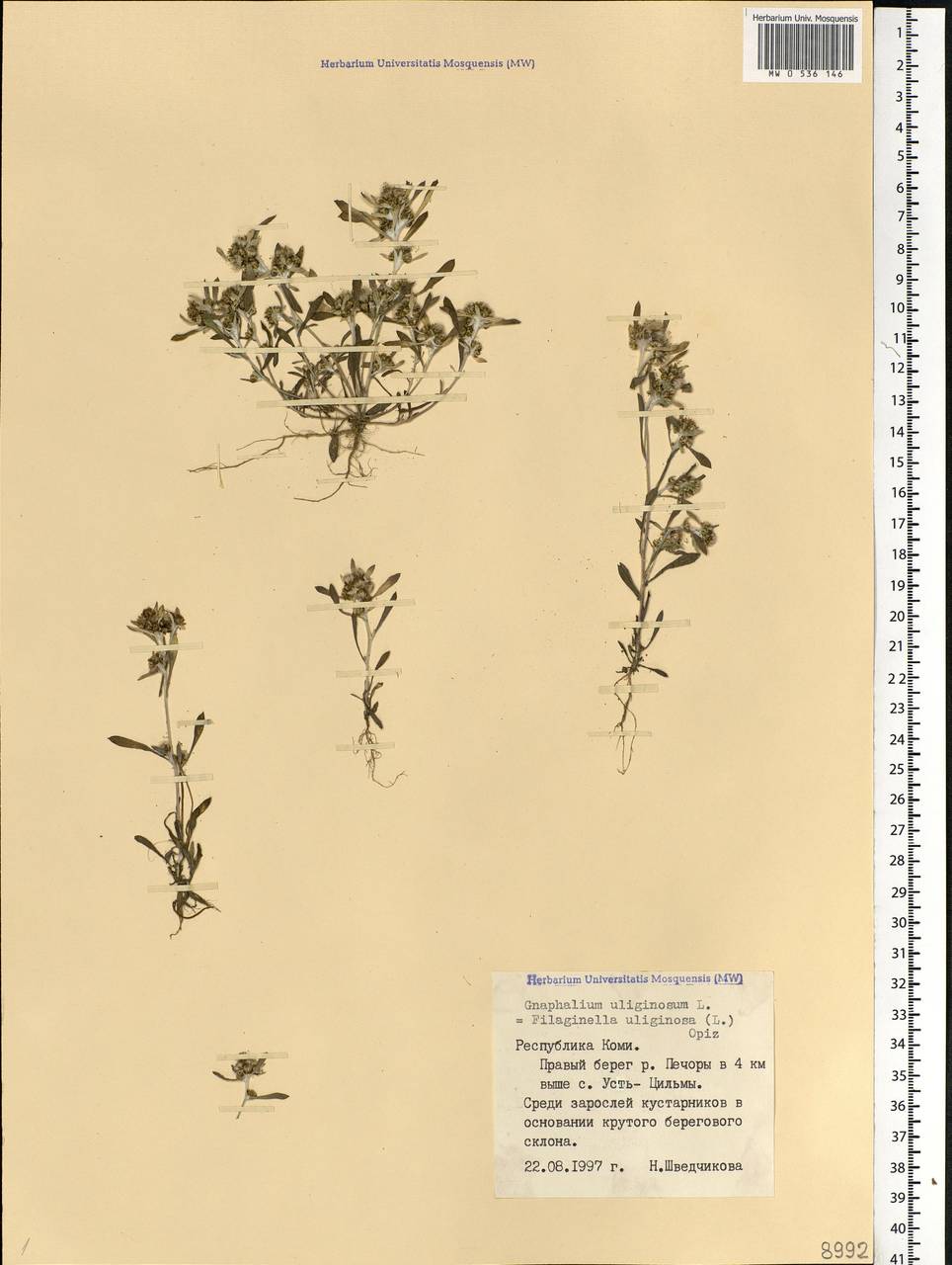 Gnaphalium uliginosum L., Eastern Europe, Northern region (E1) (Russia)