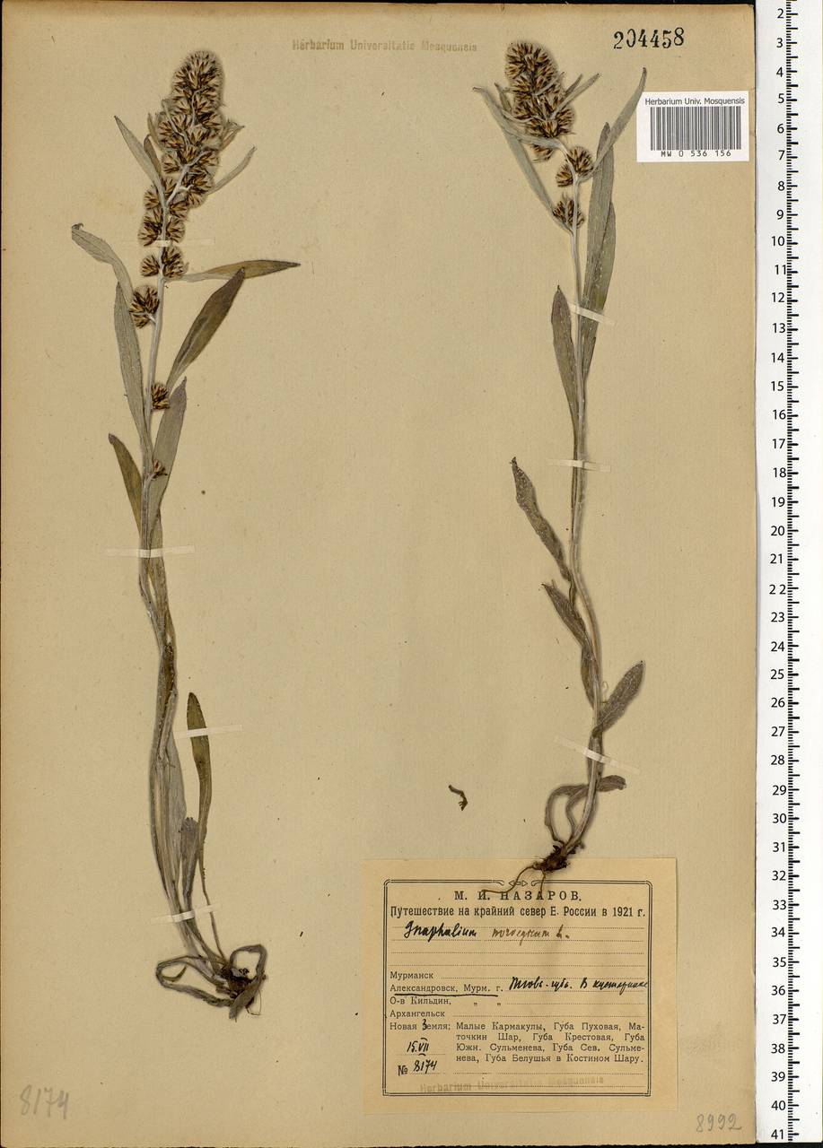 Omalotheca norvegica (Gunnerus) Sch. Bip. & F. W. Schultz, Eastern Europe, Northern region (E1) (Russia)