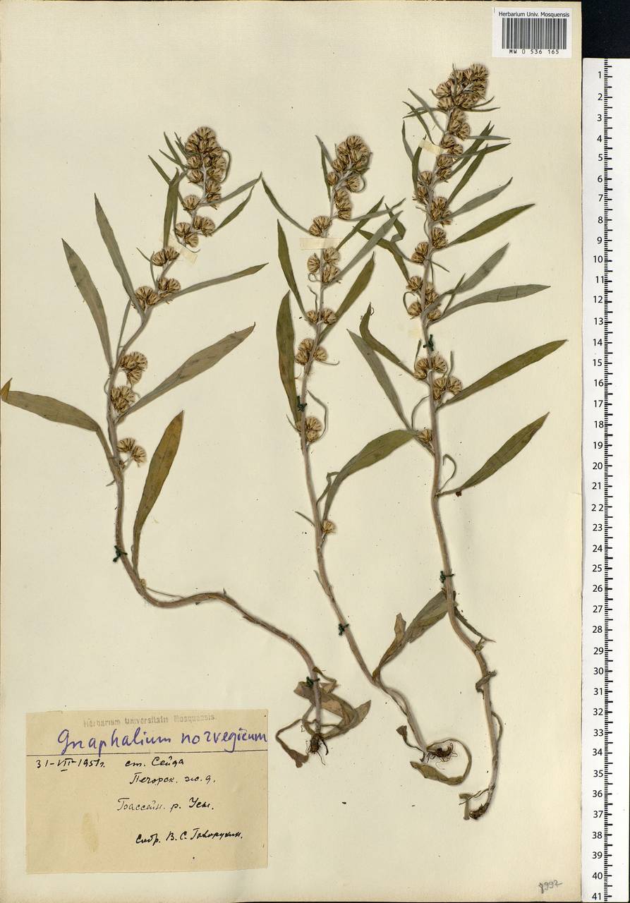 Omalotheca norvegica (Gunnerus) Sch. Bip. & F. W. Schultz, Eastern Europe, Northern region (E1) (Russia)