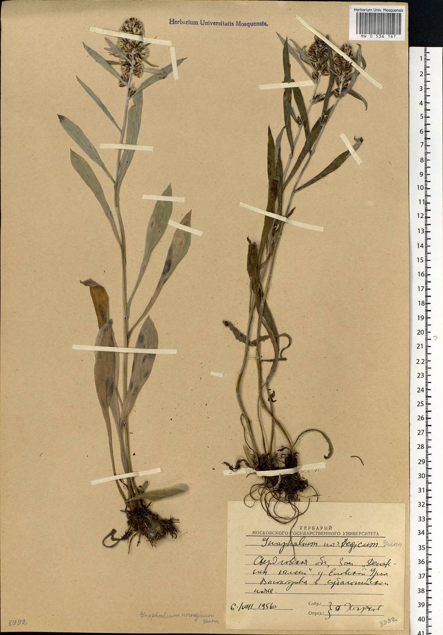 Omalotheca norvegica (Gunnerus) Sch. Bip. & F. W. Schultz, Eastern Europe, Eastern region (E10) (Russia)