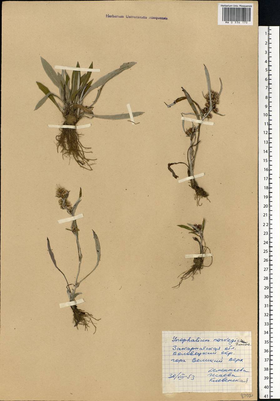 Omalotheca norvegica (Gunnerus) Sch. Bip. & F. W. Schultz, Eastern Europe, West Ukrainian region (E13) (Ukraine)