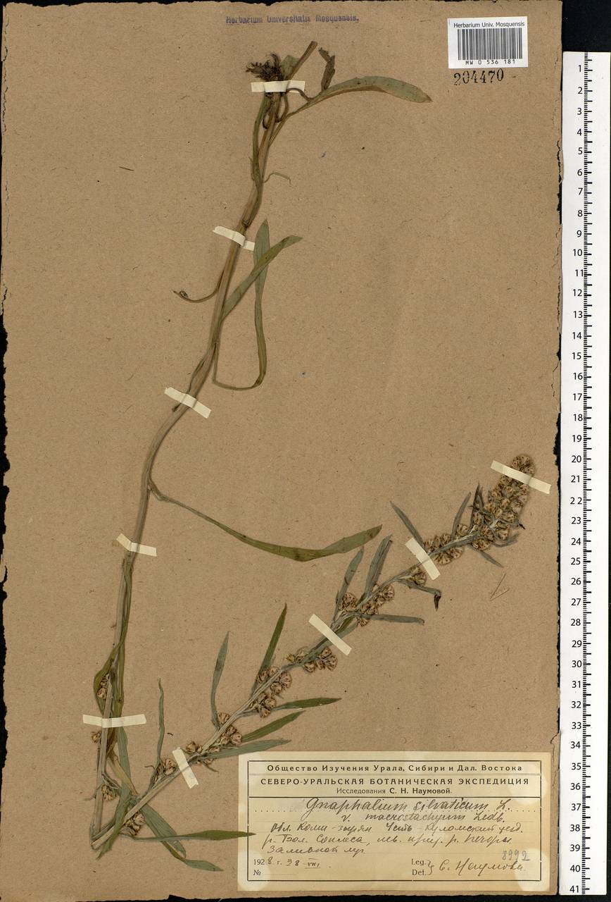 Omalotheca sylvatica (L.) Sch. Bip. & F. W. Schultz, Eastern Europe, Northern region (E1) (Russia)