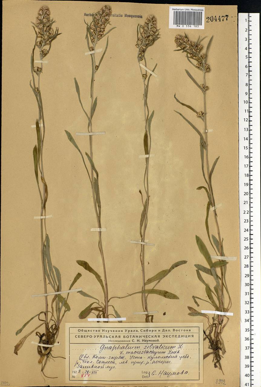 Omalotheca sylvatica (L.) Sch. Bip. & F. W. Schultz, Eastern Europe, Northern region (E1) (Russia)