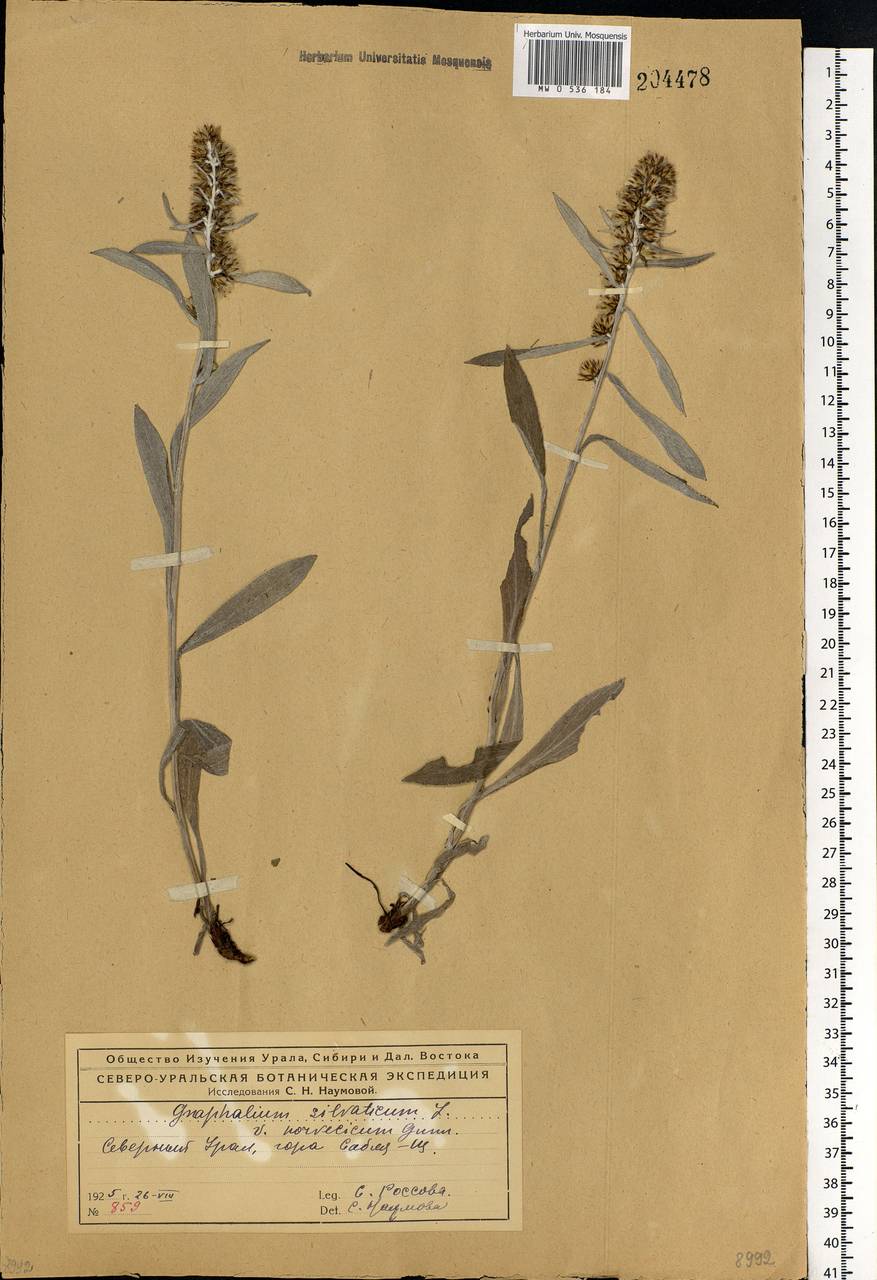 Omalotheca sylvatica (L.) Sch. Bip. & F. W. Schultz, Eastern Europe, Northern region (E1) (Russia)