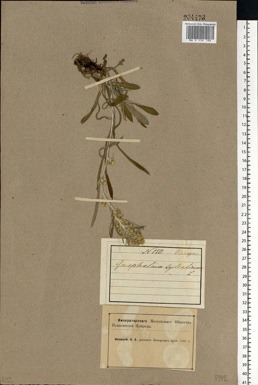 Omalotheca sylvatica (L.) Sch. Bip. & F. W. Schultz, Eastern Europe, Northern region (E1) (Russia)