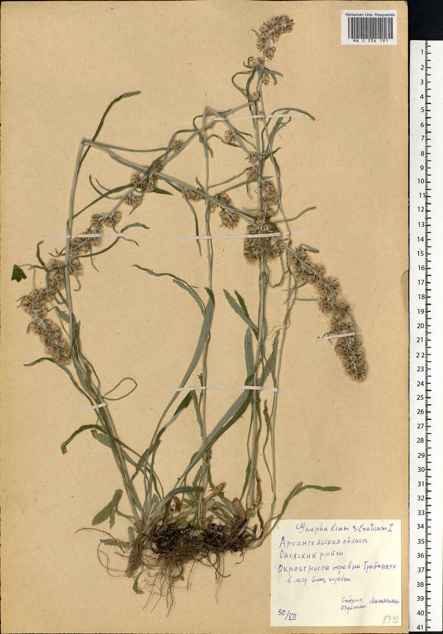 Omalotheca sylvatica (L.) Sch. Bip. & F. W. Schultz, Eastern Europe, Northern region (E1) (Russia)