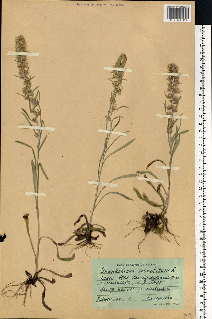 Omalotheca sylvatica (L.) Sch. Bip. & F. W. Schultz, Eastern Europe, Northern region (E1) (Russia)