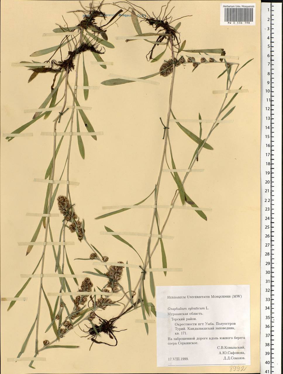 Omalotheca sylvatica (L.) Sch. Bip. & F. W. Schultz, Eastern Europe, Northern region (E1) (Russia)