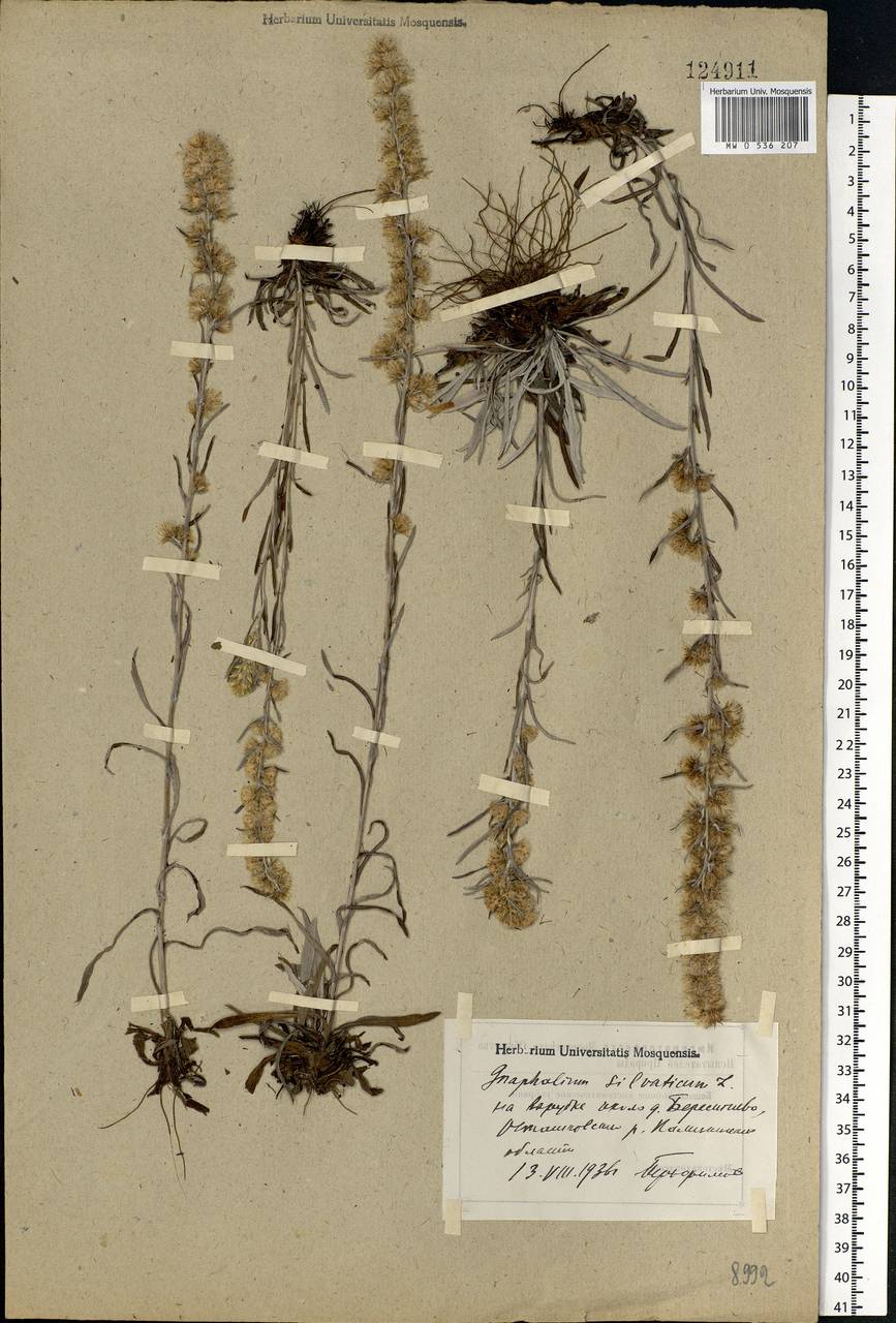 Omalotheca sylvatica (L.) Sch. Bip. & F. W. Schultz, Eastern Europe, North-Western region (E2) (Russia)