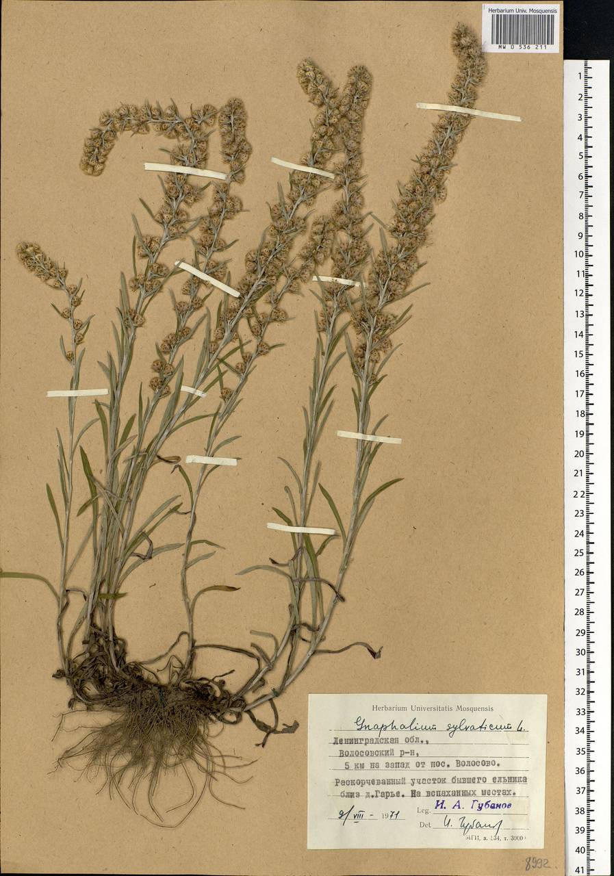 Omalotheca sylvatica (L.) Sch. Bip. & F. W. Schultz, Eastern Europe, North-Western region (E2) (Russia)