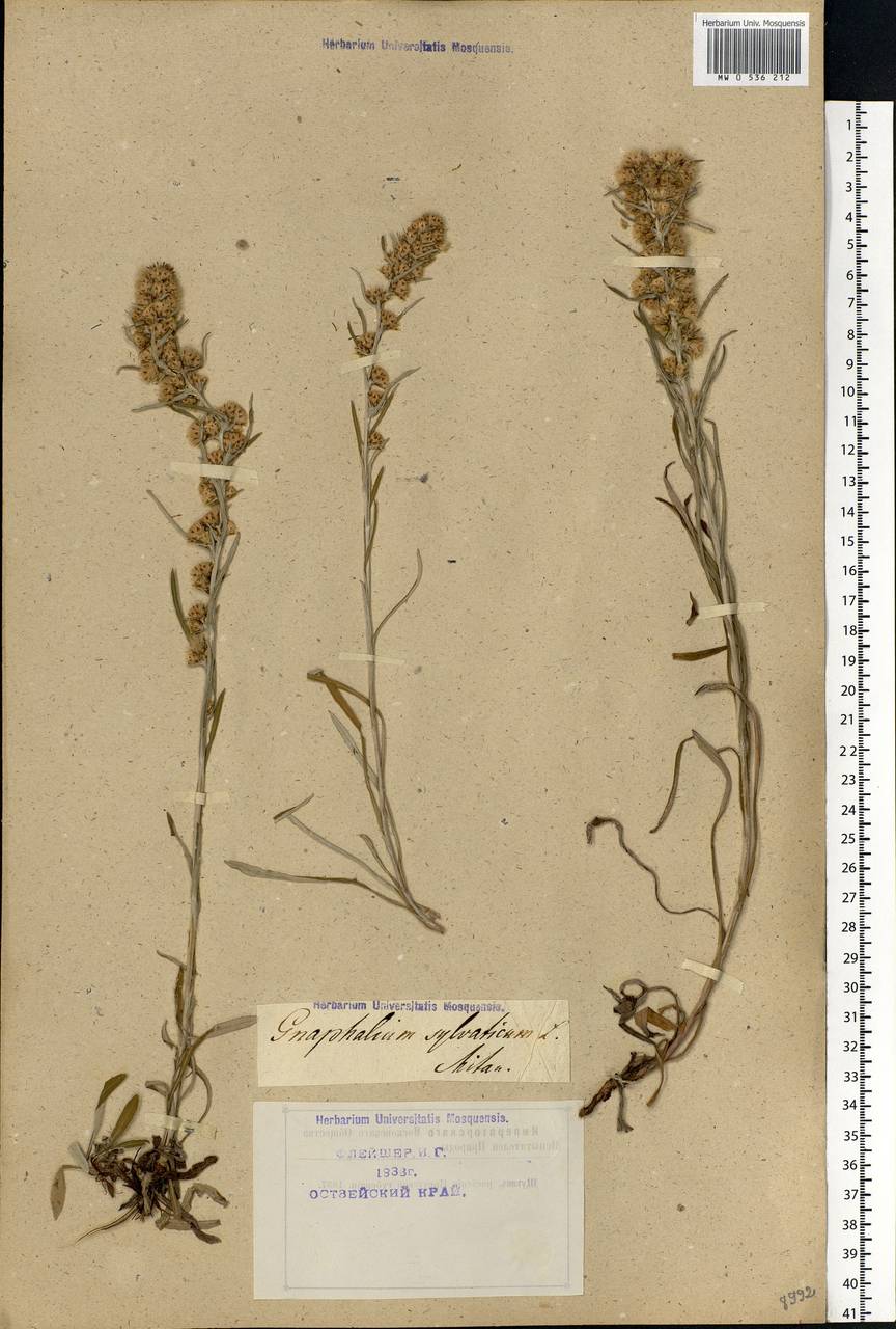 Omalotheca sylvatica (L.) Sch. Bip. & F. W. Schultz, Eastern Europe, Estonia (E2c) (Estonia)