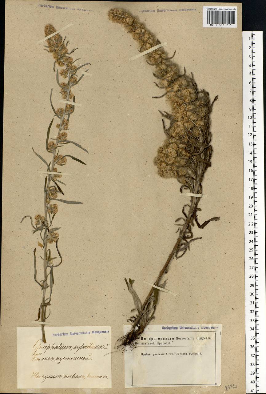 Omalotheca sylvatica (L.) Sch. Bip. & F. W. Schultz, Eastern Europe, Estonia (E2c) (Estonia)